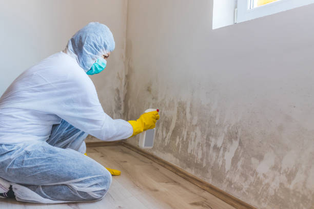Mold Testing and Removal in Glenwood, IA