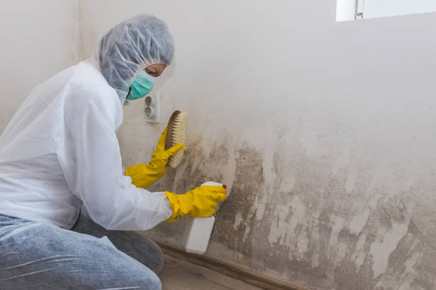 Professional Mold Removal in Glenwood, IA