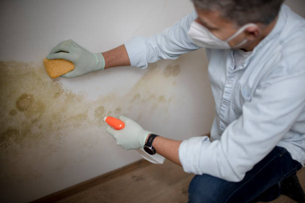 Best Mold Inspection  in Glenwood, IA