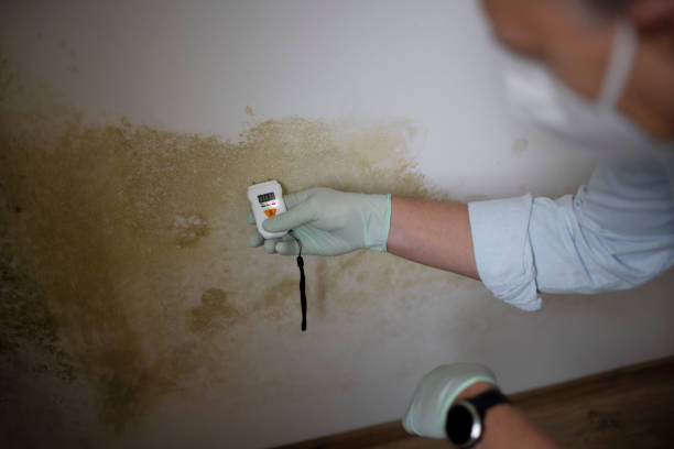 Best Commercial Mold Removal  in Glenwood, IA