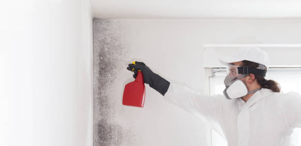 Best Mold Damage Repair  in Glenwood, IA