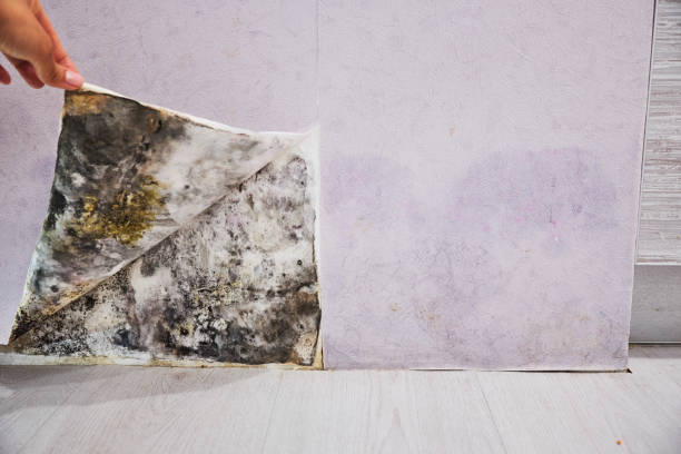 Best Certified Mold Removal  in Glenwood, IA